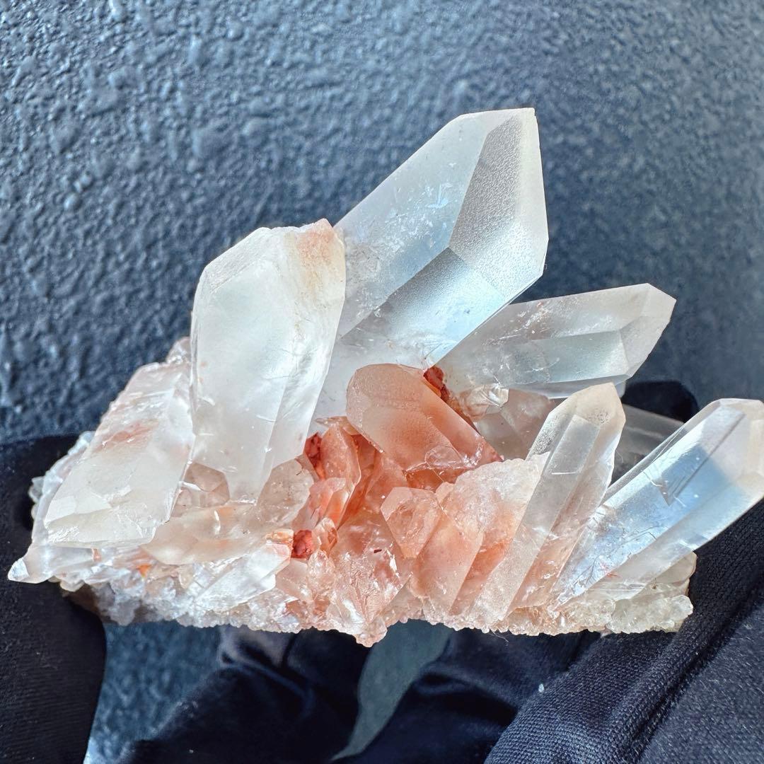 ぽんぽん♪　ヒマラヤクラスター A1168、A1244、A1185