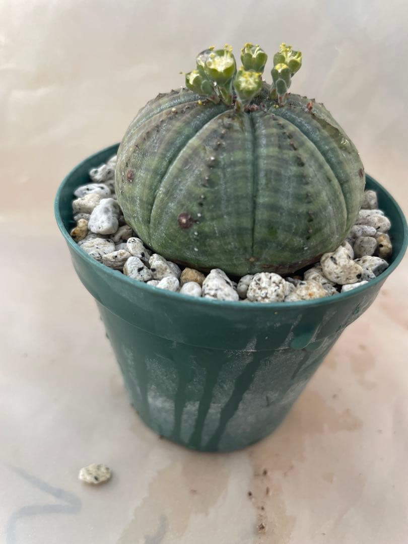 空*メ様 ユーフォルビア6種セット