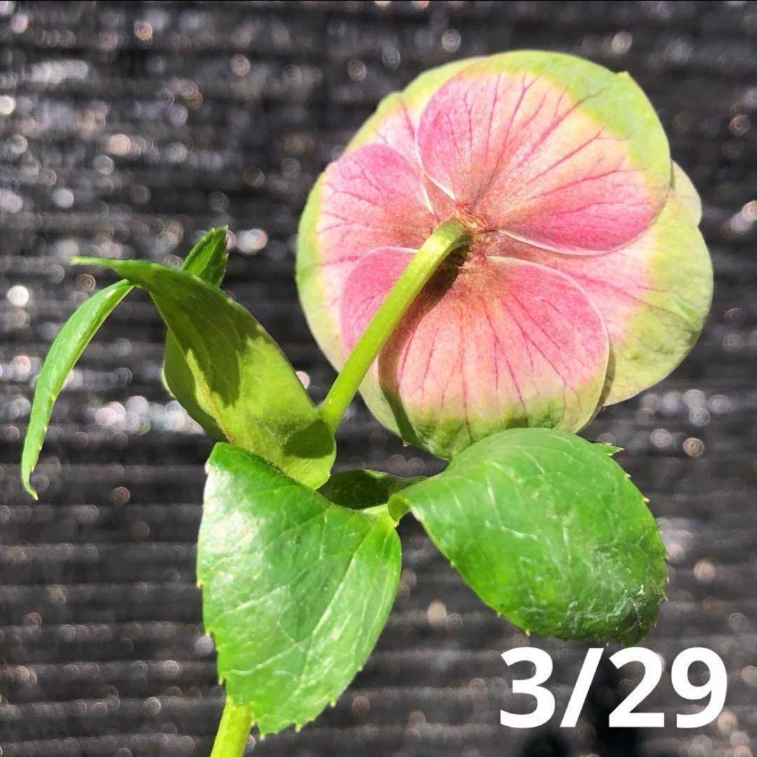 ヒ*イ様 ☘️ 唯一無二❤️開花株❤️根充実❤️⭐️超⭐️沢山新芽❤️797超希