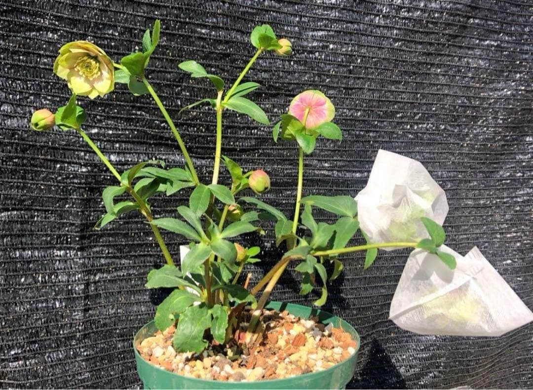 ヒ*イ様 ☘️ 唯一無二❤️開花株❤️根充実❤️⭐️超⭐️沢山新芽❤️797超希