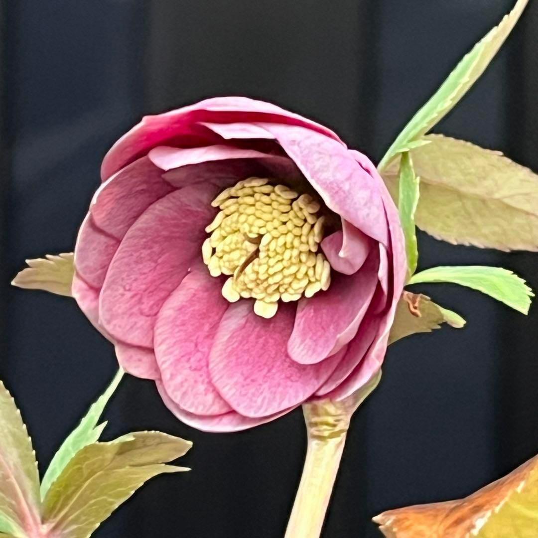 ヒ*イ様 ☘️ 唯一無二❤️開花株❤️根充実❤️⭐️超⭐️沢山新芽❤️797超希