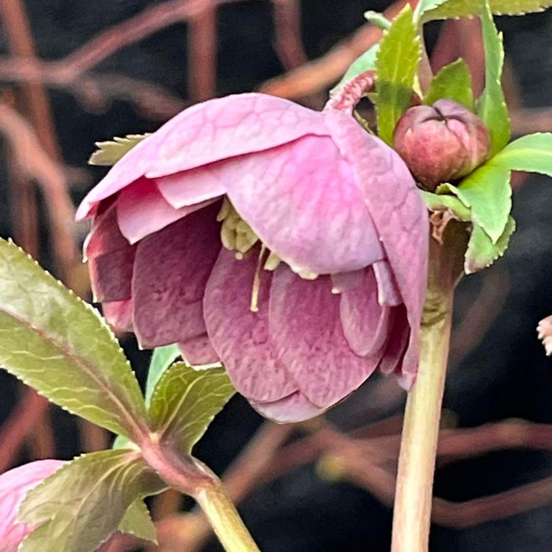 ヒ*イ様 ☘️ 唯一無二❤️開花株❤️根充実❤️⭐️超⭐️沢山新芽❤️797超希