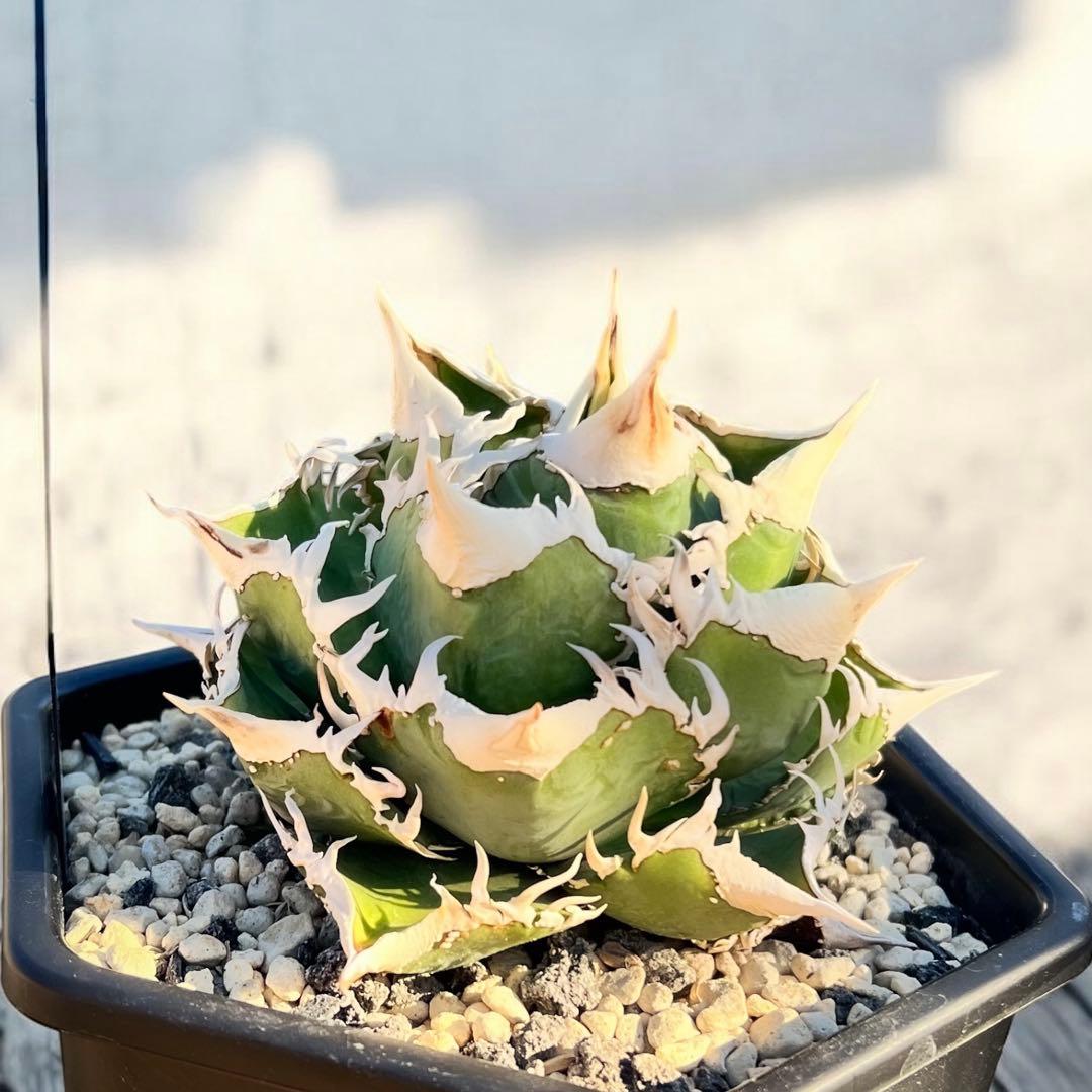 t*t様 lize血統 大白鯊　ホホジロザメ