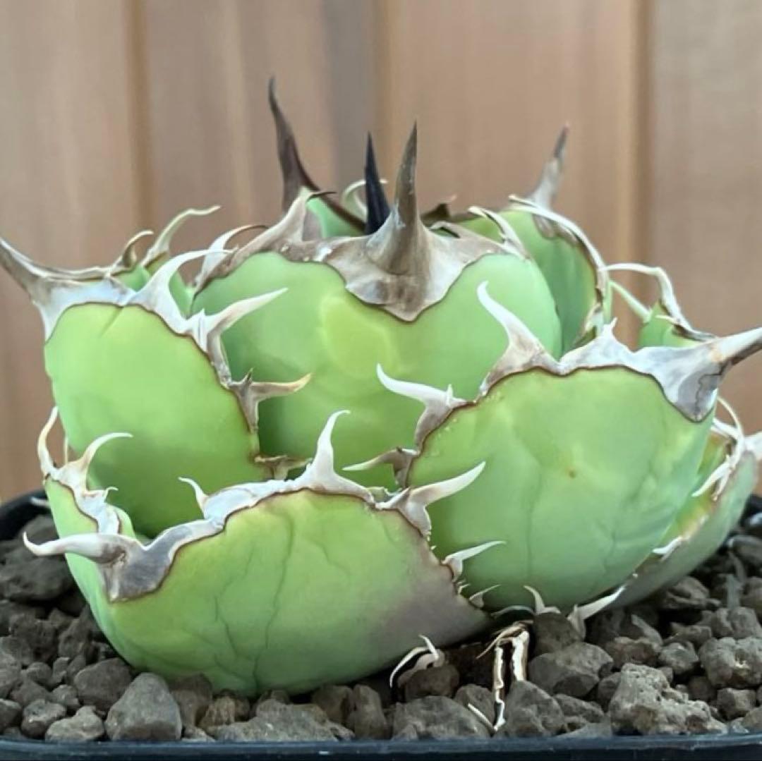 t*4様 【初売りオークション】125 REZA産　イラン株　アガベ　アングリー