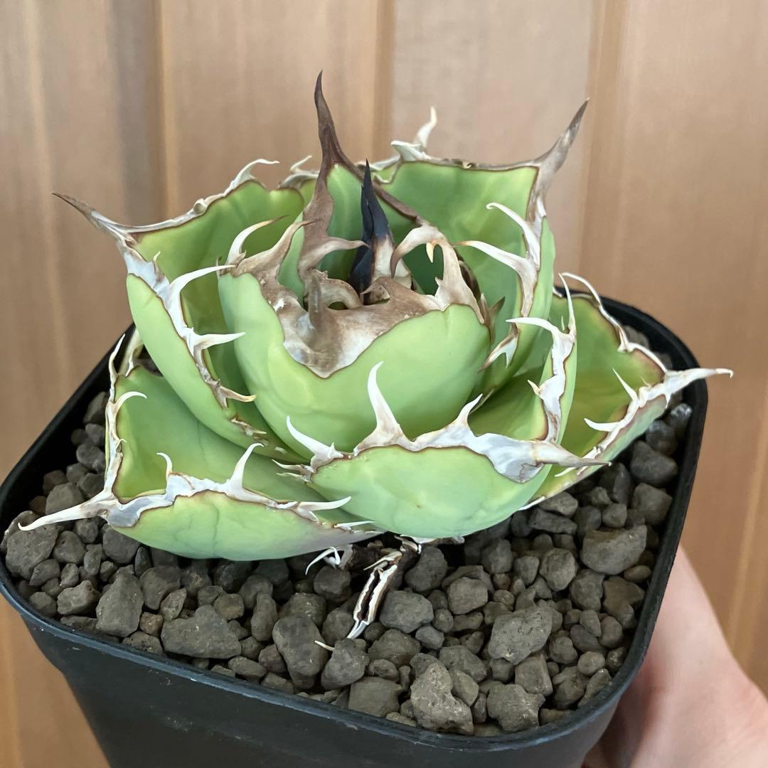 t*4様 【初売りオークション】125 REZA産　イラン株　アガベ　アングリー