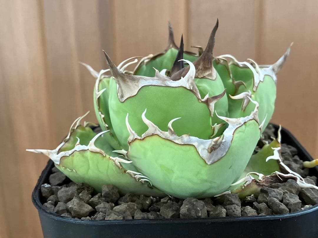 t*4様 【初売りオークション】125 REZA産　イラン株　アガベ　アングリー