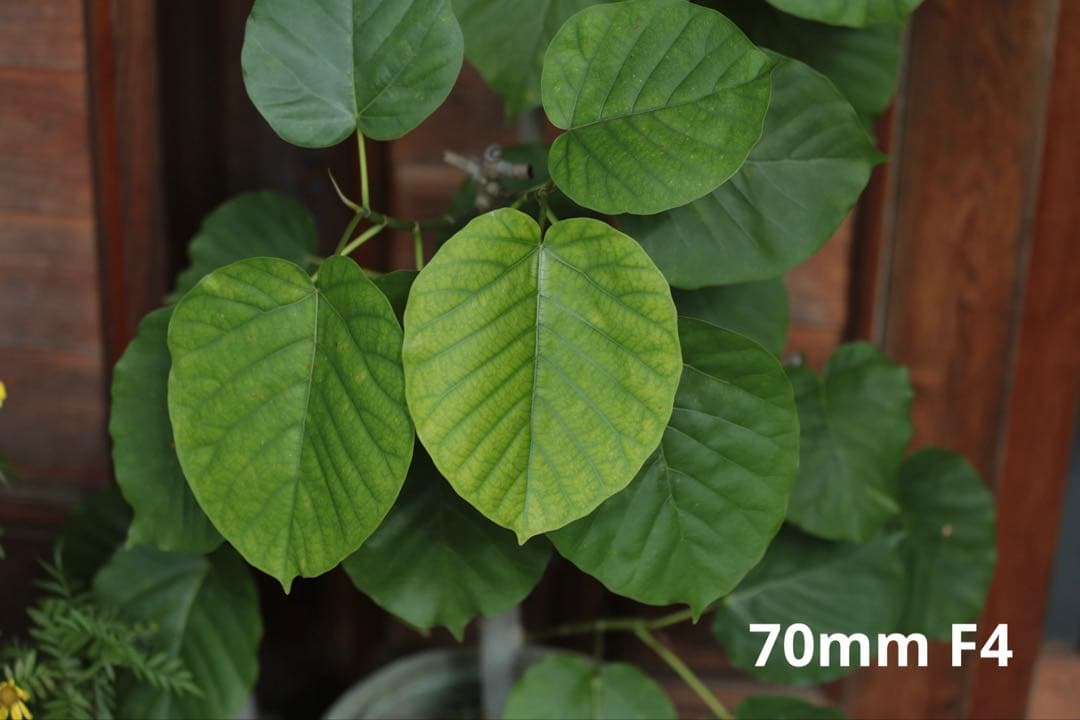 レンズ(ズーム) Canon EF70-200mm F4L IS USM