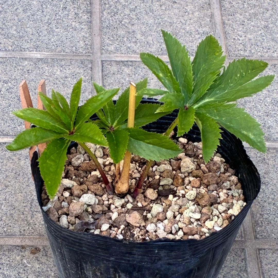 ま*️様 ❤️根充実❤️沢山新芽元気株❤️604⭐️超レア極上発色⭐️乳白色 【