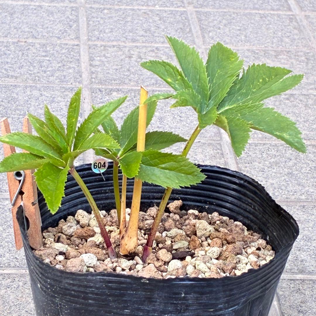 ま*️様 ❤️根充実❤️沢山新芽元気株❤️604⭐️超レア極上発色⭐️乳白色 【