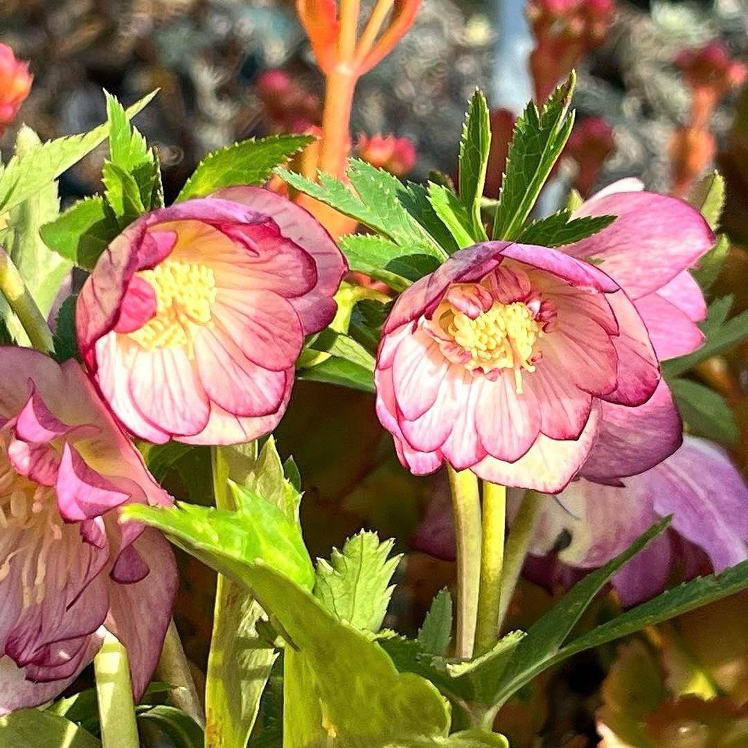 ま*️様 ❤️根充実❤️沢山新芽元気株❤️604⭐️超レア極上発色⭐️乳白色 【