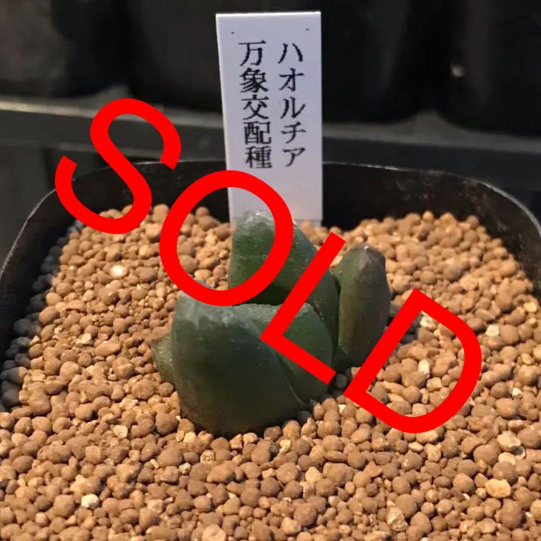 多肉植物 ハオルチア  セール 1株500円 送料200円 組み合わせ自由 4