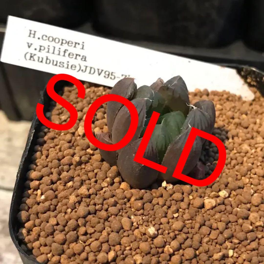 多肉植物 ハオルチア  セール 1株500円 送料200円 組み合わせ自由 4