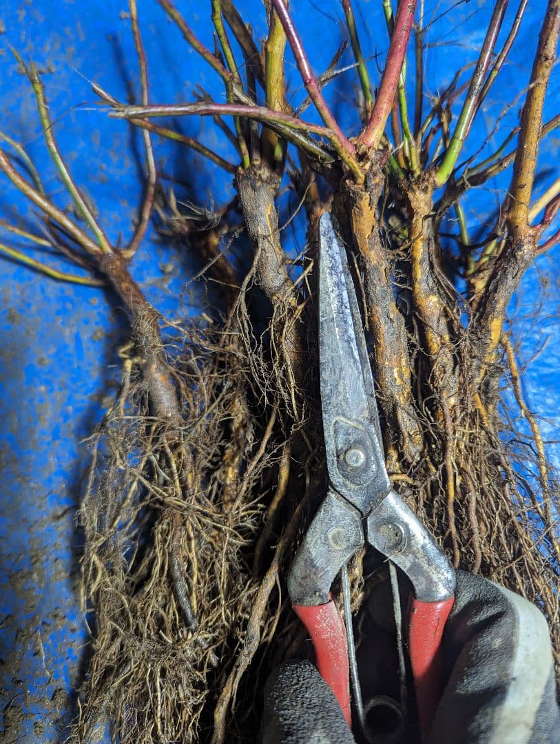 バラ台木　200本