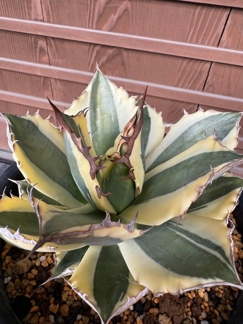 アガベ Agave titanota 'Snaggle Tooth' 180