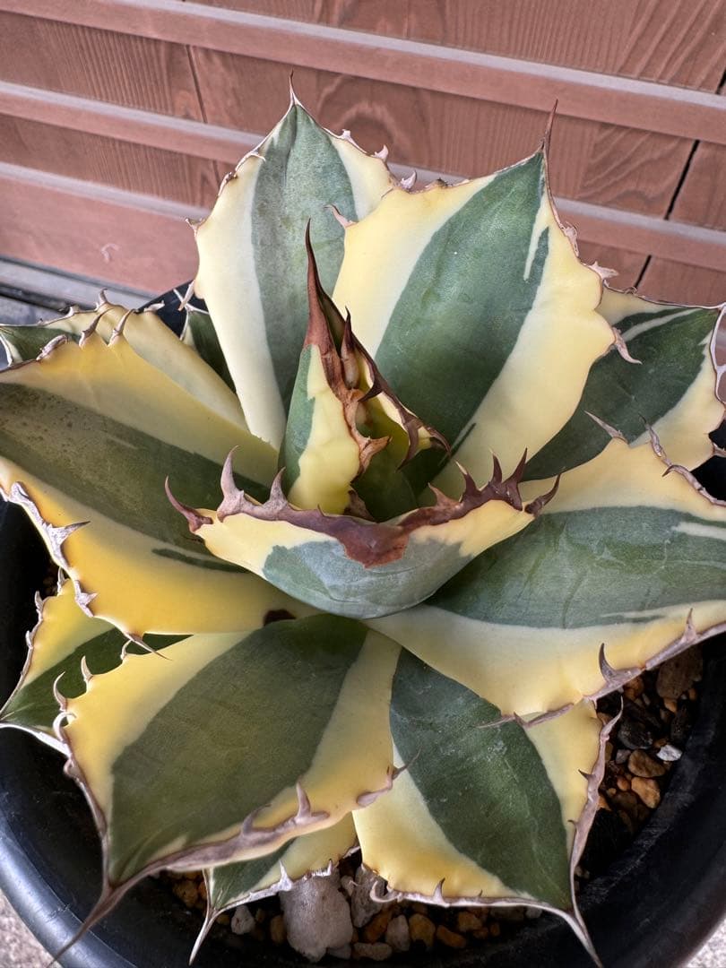 アガベ Agave titanota 'Snaggle Tooth' 180