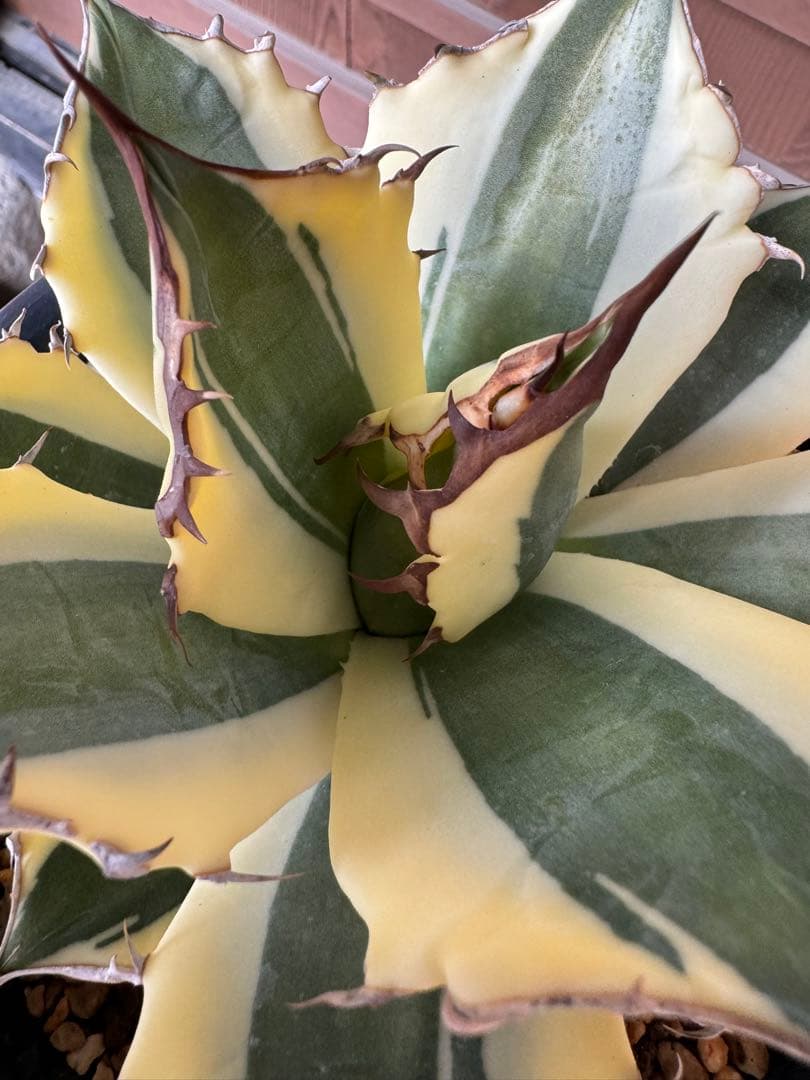 アガベ Agave titanota 'Snaggle Tooth' 180