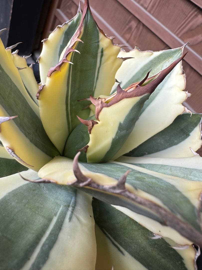 アガベ Agave titanota 'Snaggle Tooth' 180