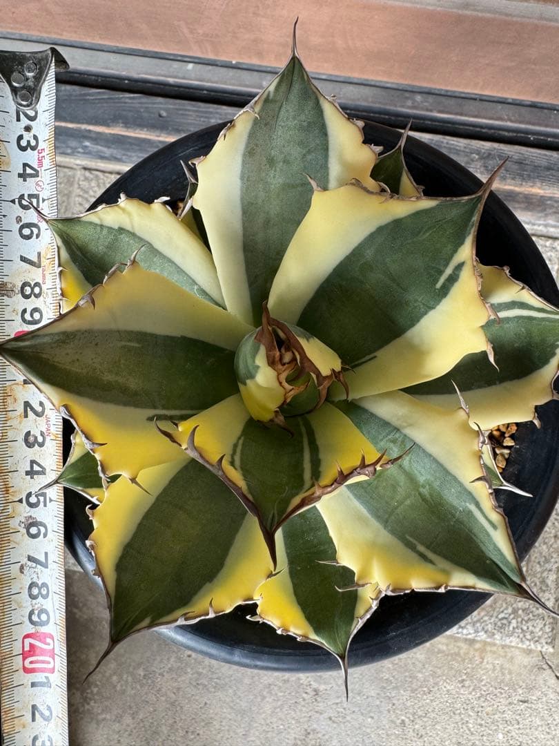 アガベ Agave titanota 'Snaggle Tooth' 180