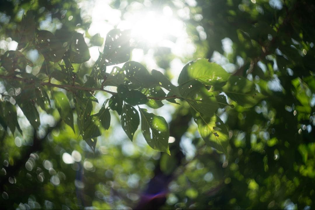 美品+ 分解清掃済 Helios-44-2 58mm f2 ぐるぐるボケ 15