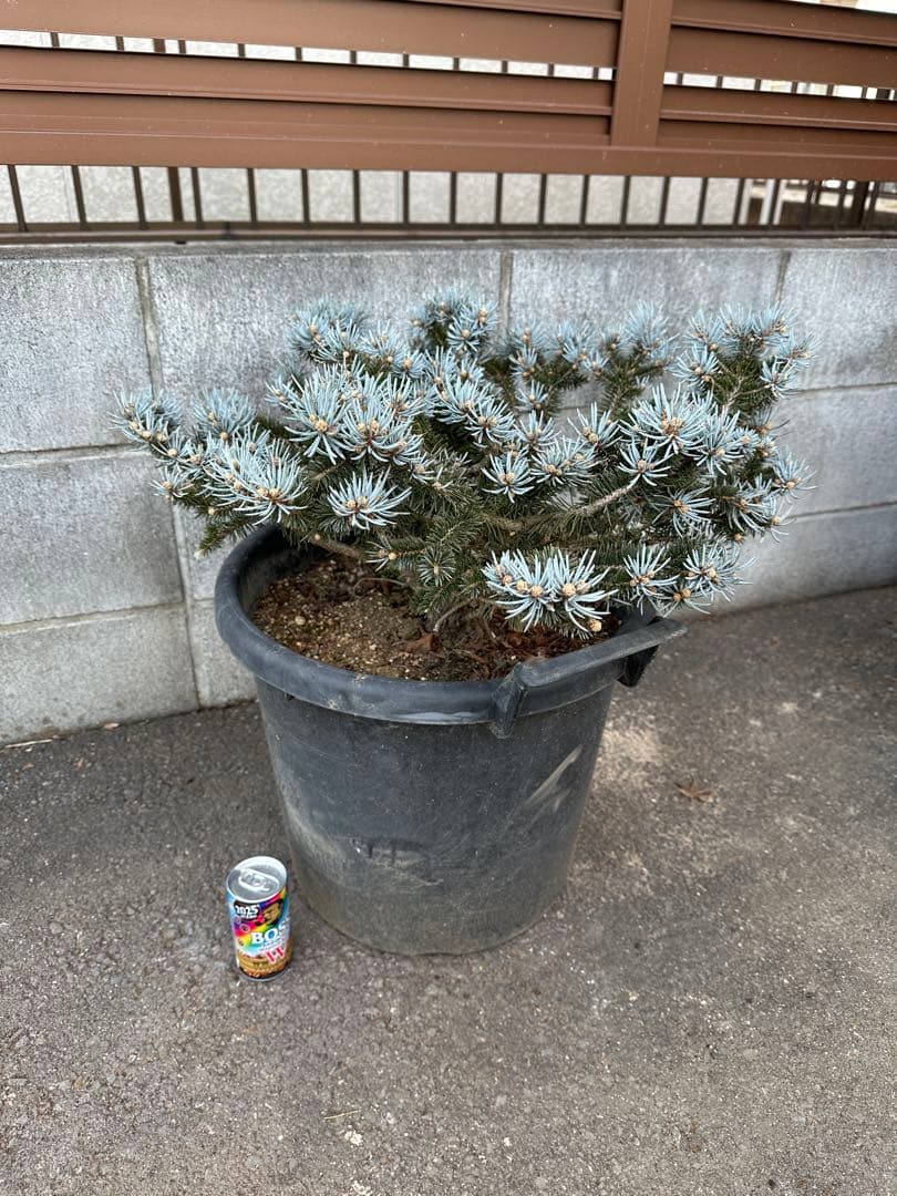 プンゲンストウヒ　グロボーサ　ガーデニング　コニファー　ホプシー　庭木　もみの木