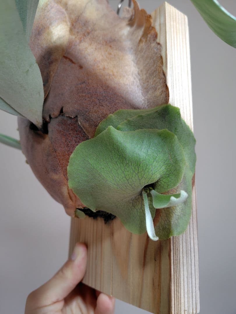 ビカクシダ P. Joe