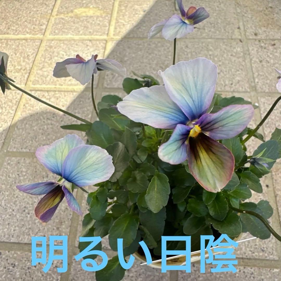 ビオラ　パンジー　すみれ図鑑