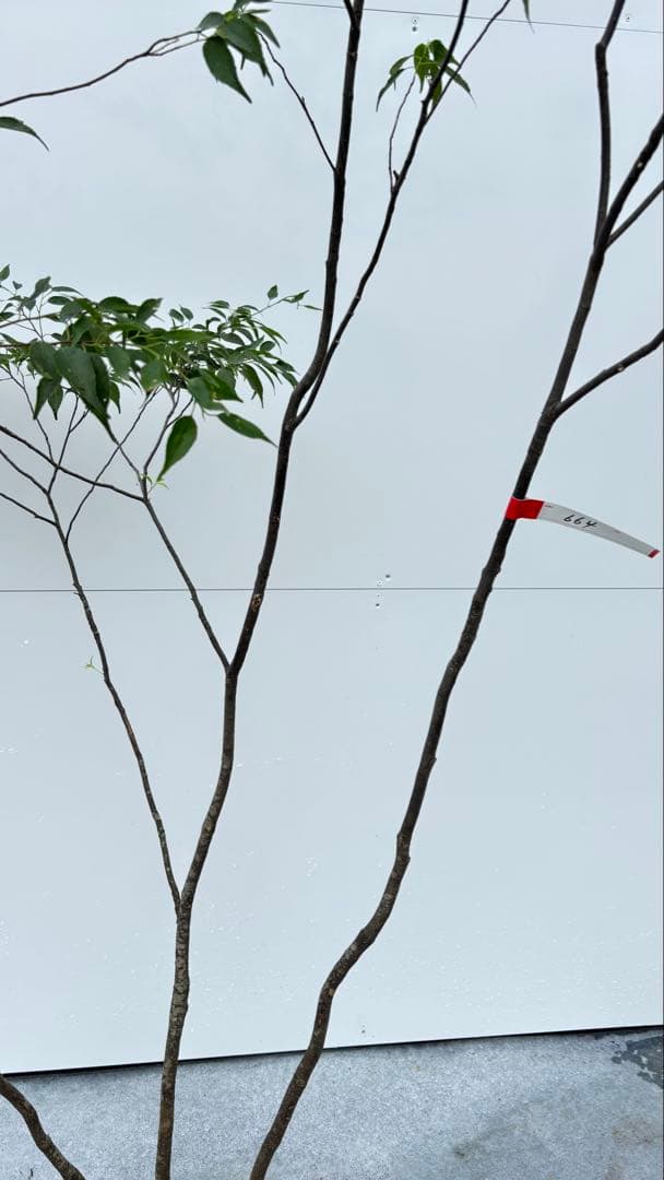 美しい樹形が魅力的 山採り ハイノキ 株立 664 樹高2.1m位 高級樹