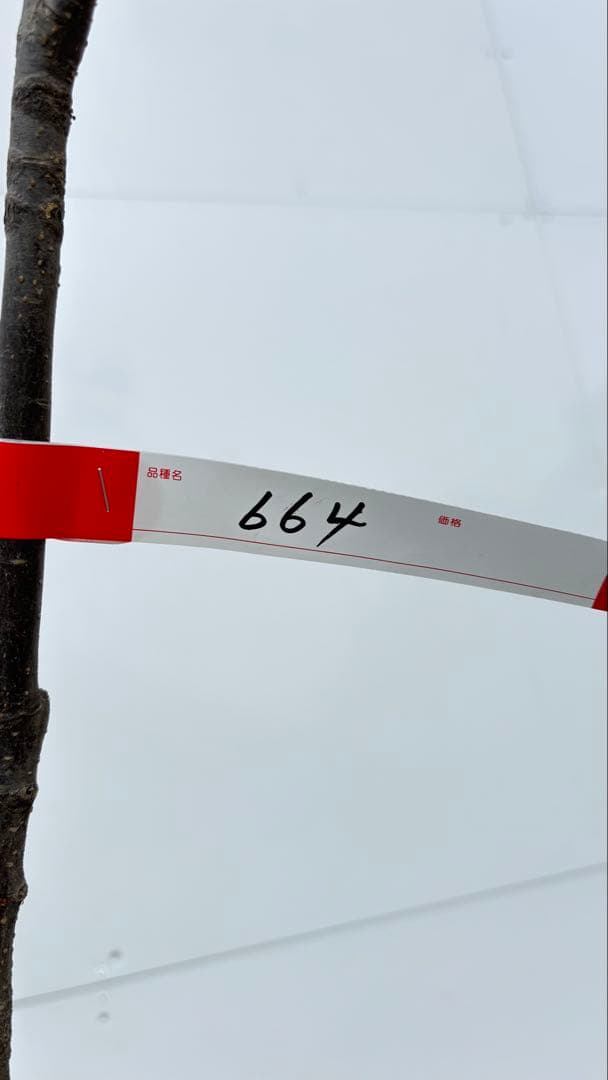 美しい樹形が魅力的 山採り ハイノキ 株立 664 樹高2.1m位 高級樹