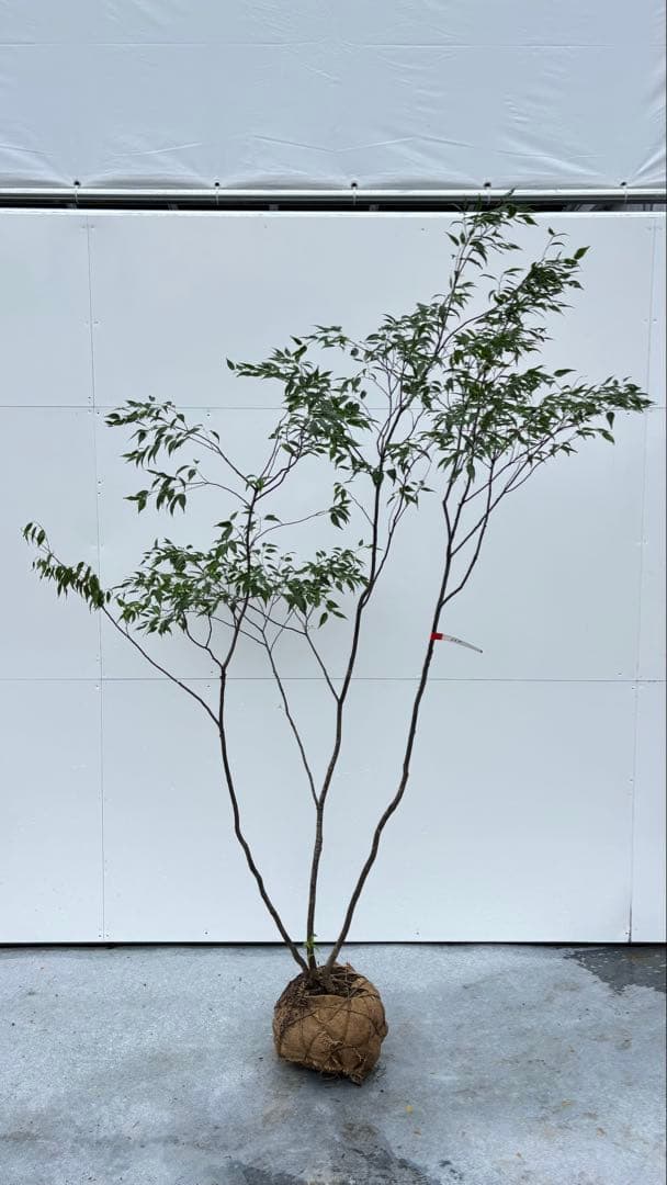 美しい樹形が魅力的 山採り ハイノキ 株立 664 樹高2.1m位 高級樹