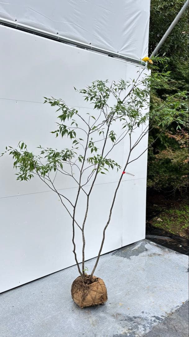 美しい樹形が魅力的 山採り ハイノキ 株立 664 樹高2.1m位 高級樹