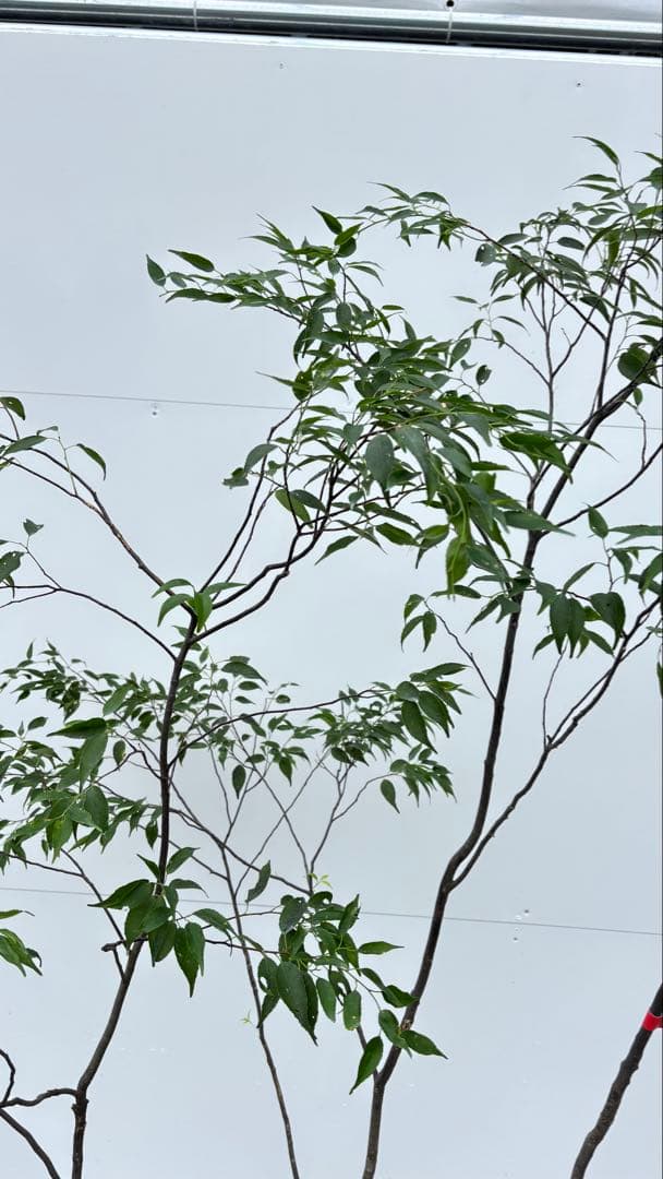 美しい樹形が魅力的 山採り ハイノキ 株立 664 樹高2.1m位 高級樹