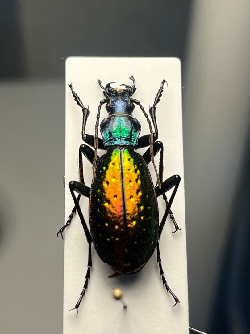 【29mm】Chrysotribax rutilans カブリモドキオサムシ標本