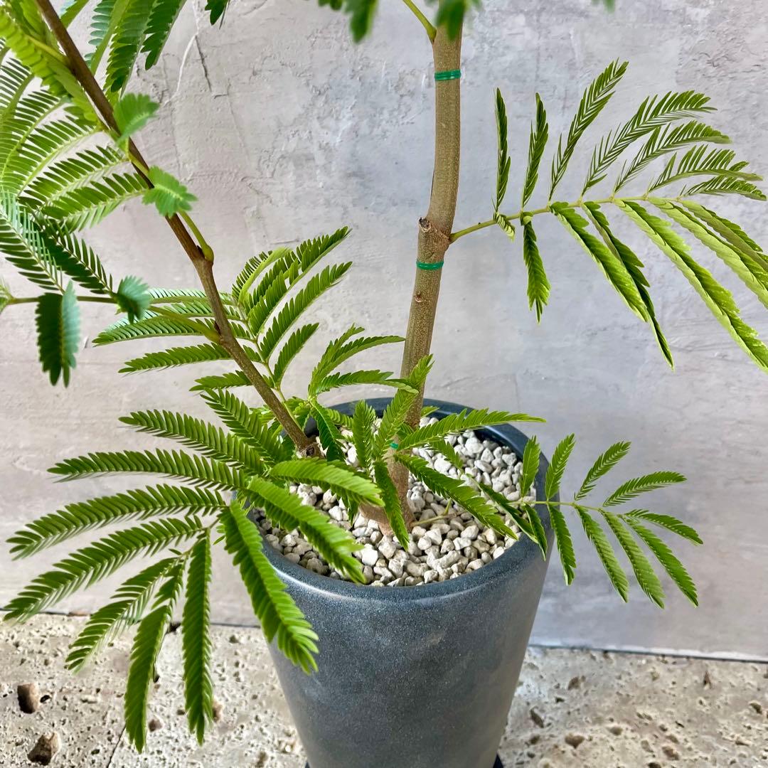 大型　エバーフレッシュ　曲がり仕立て　陶器鉢　植え込み発送