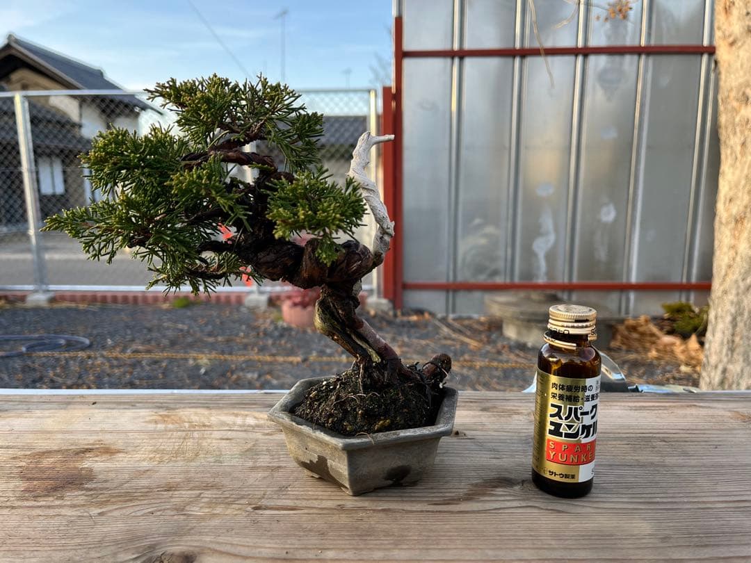 糸魚川真柏/小品盆栽/盆栽