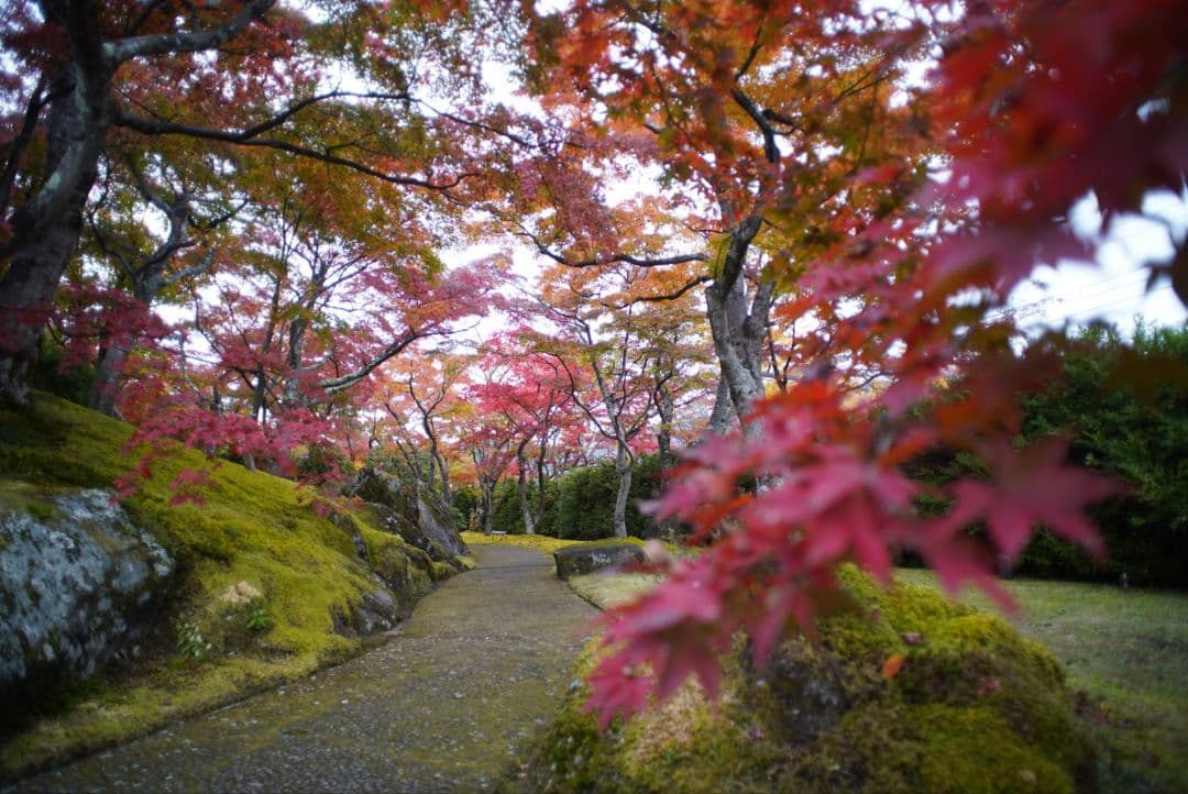 【動作確認済】Nikon Ai-s 20mm f2.8 純正付属品&初期保証付