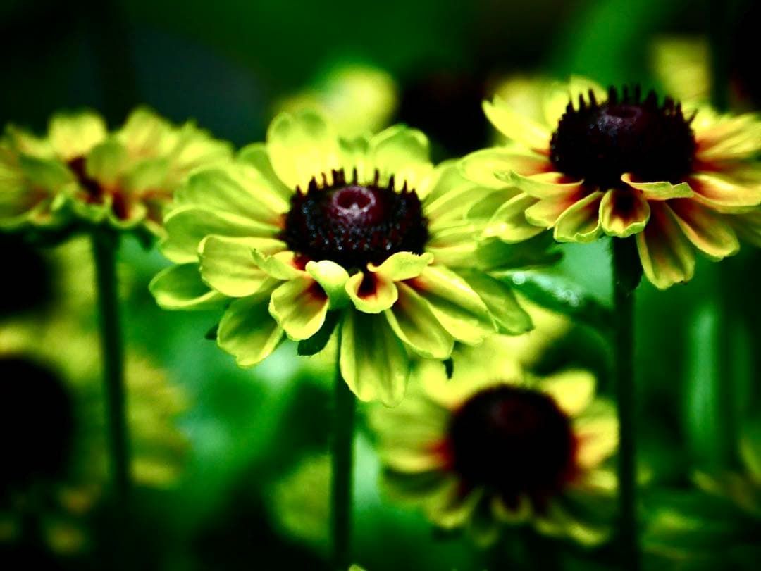 LUMIX 望遠レンズ 35-100mm H-FS35100 パナソニック未使用