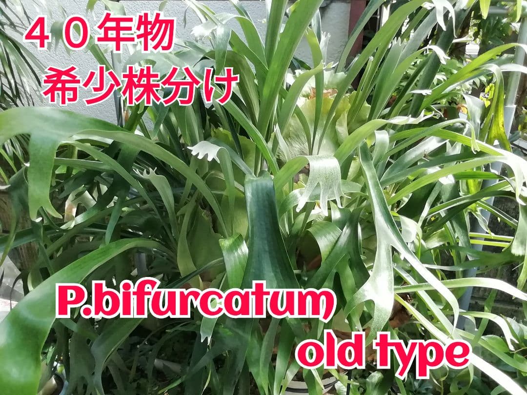 ビフルカッム　オールド株【初心者歓迎・希少株】育てやすい株