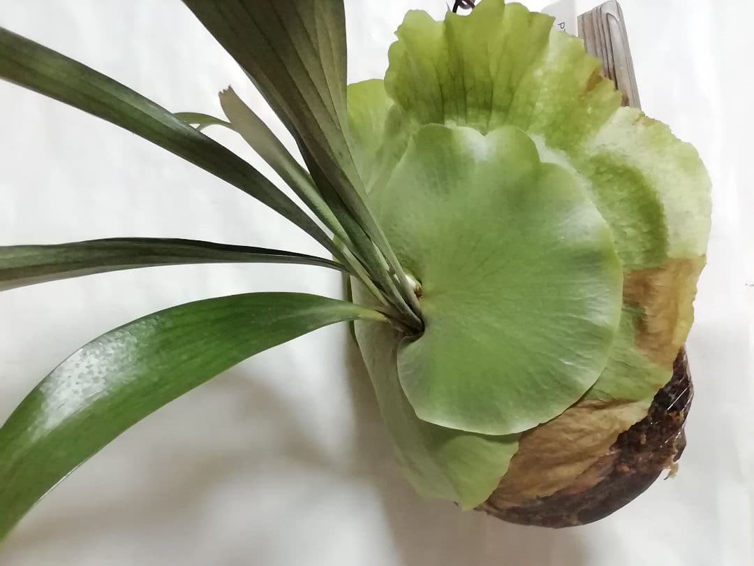 ビフルカッム　オールド株【初心者歓迎・希少株】育てやすい株