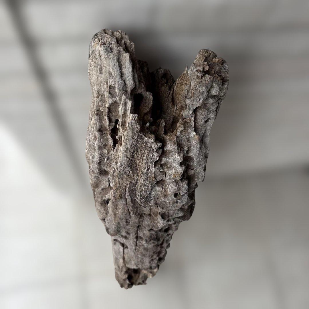 流木インテリア　爬虫類