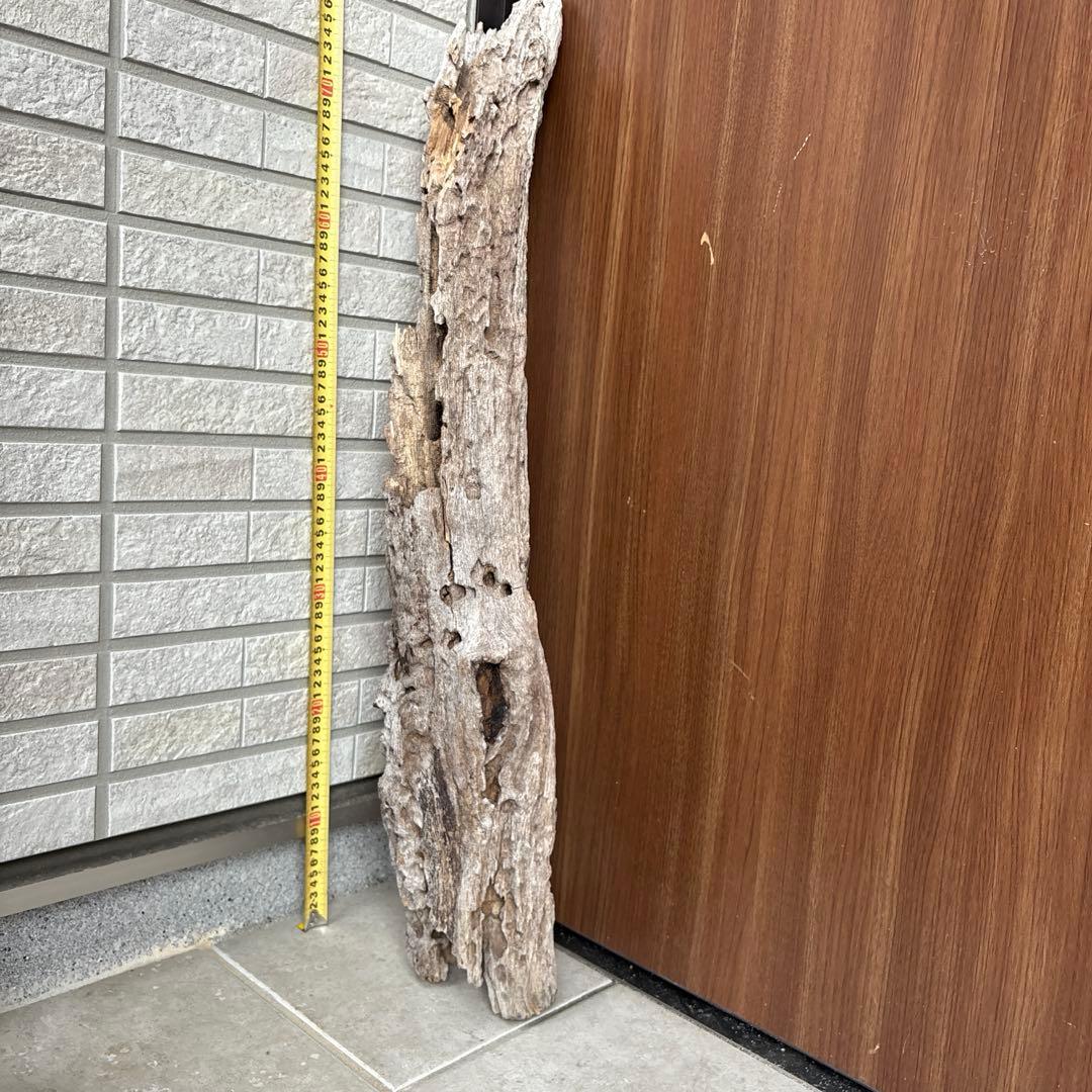 流木インテリア　爬虫類