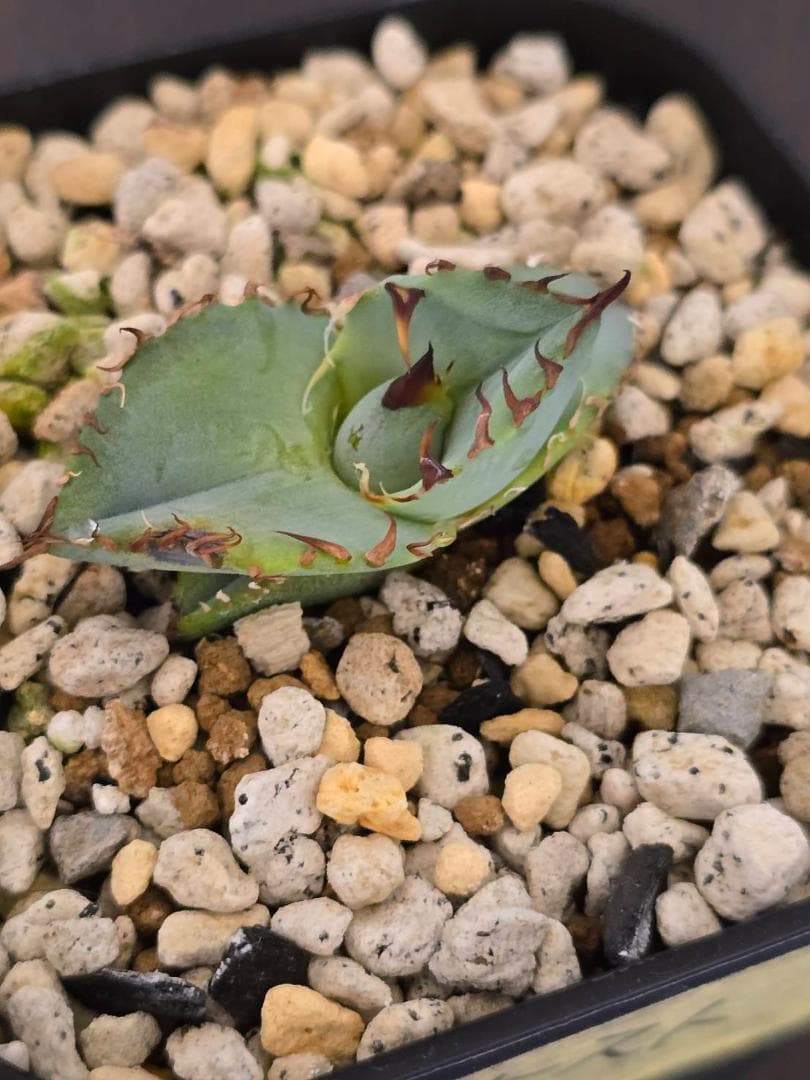 ビースト　産　子株　発根済