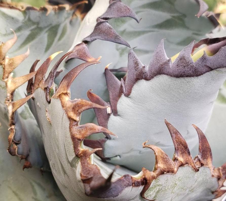 ビースト　産　子株　発根済