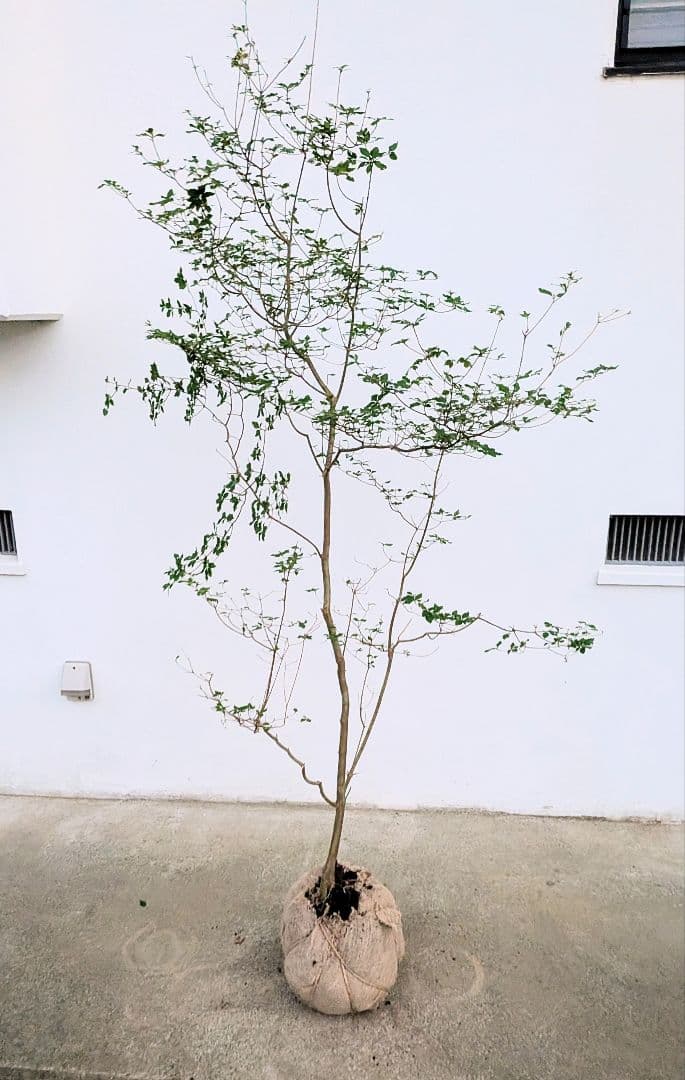 透き通るような。山採りドウダンツツジ。