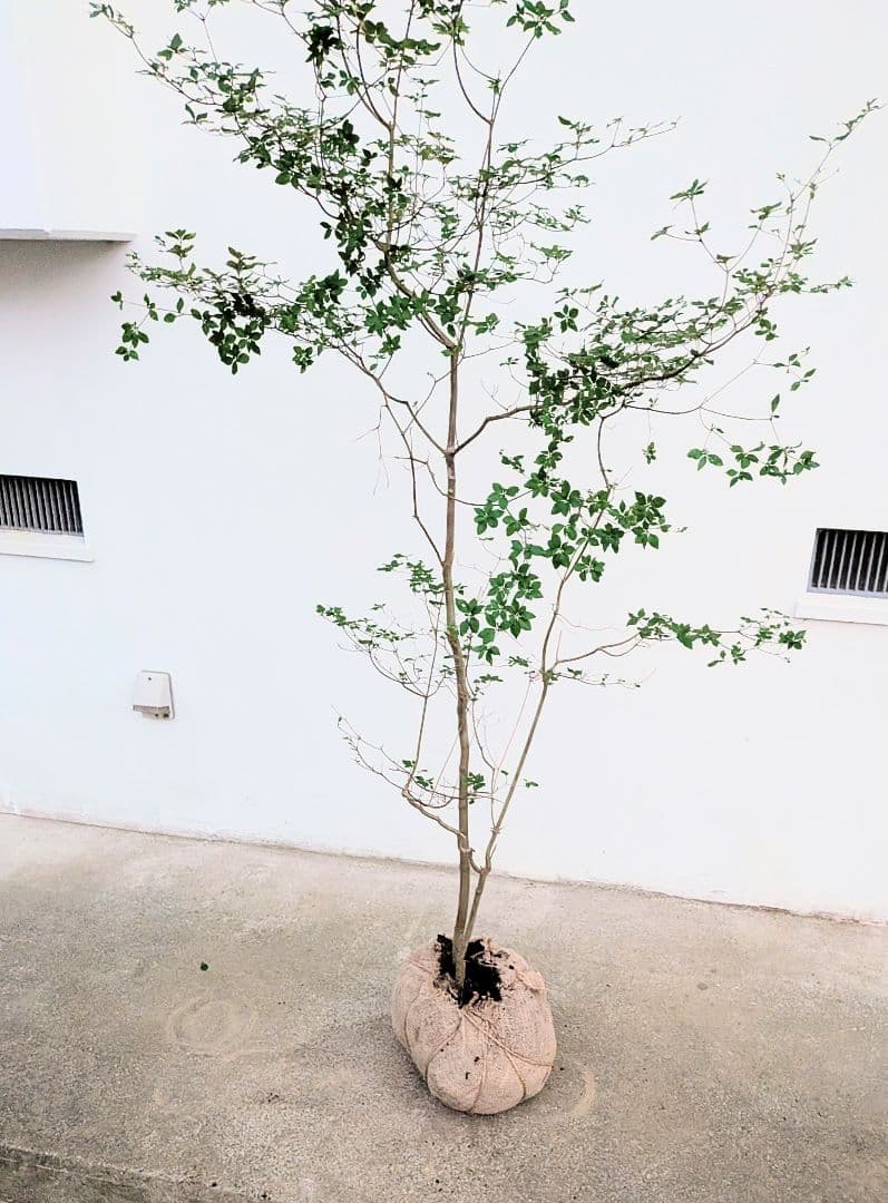 透き通るような。山採りドウダンツツジ。