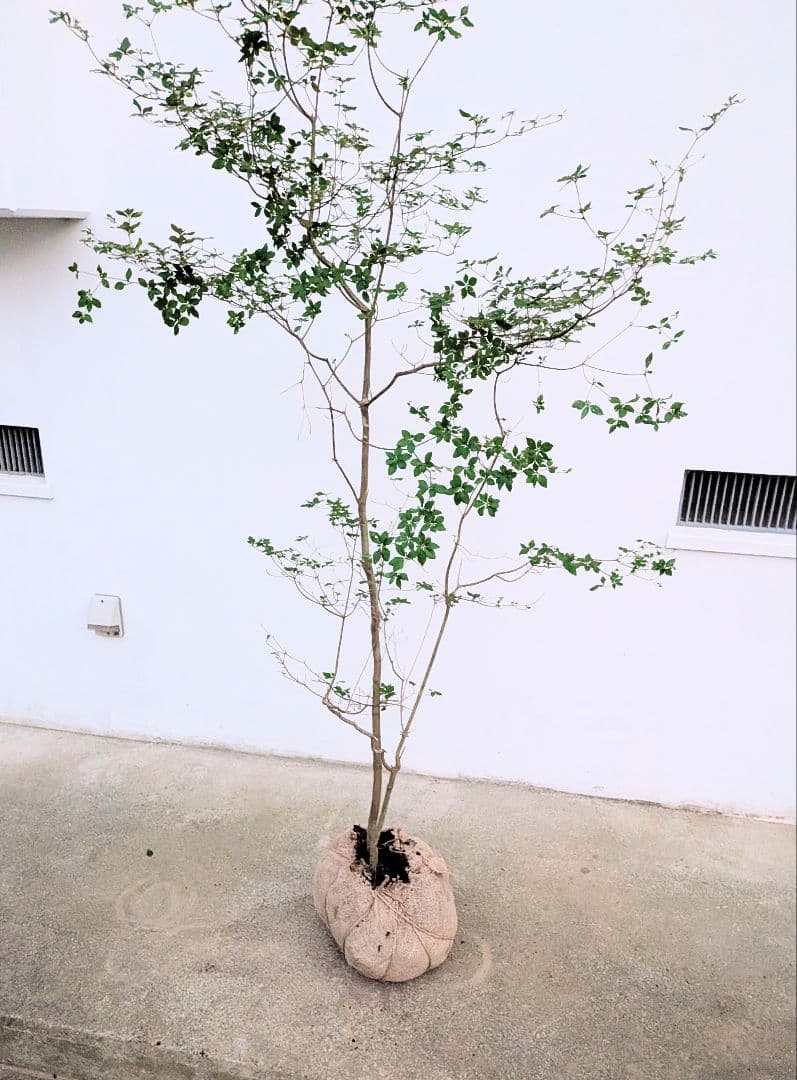 透き通るような。山採りドウダンツツジ。