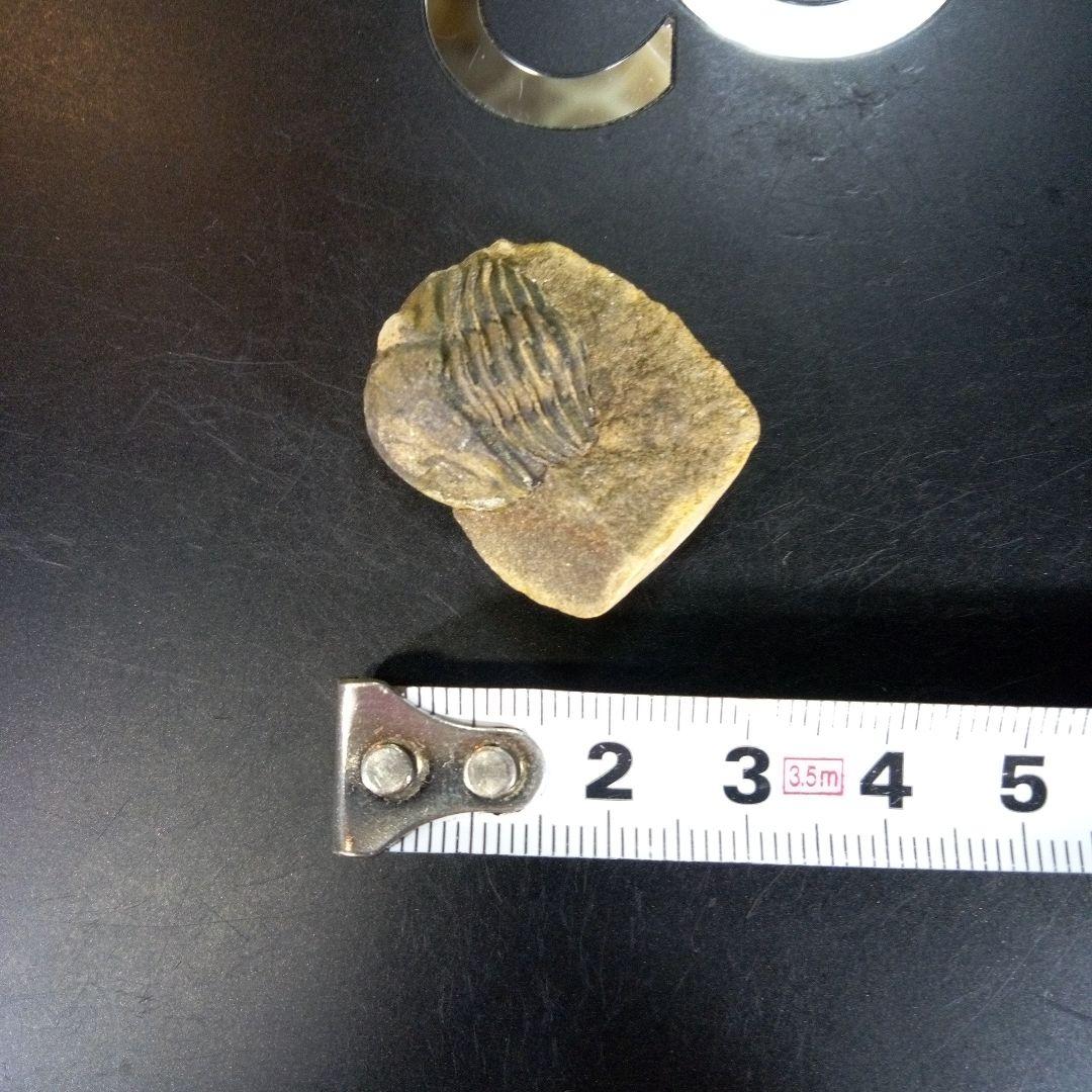 三葉虫　化石　fossil　ボリビア産　trilobite　南アメリカ化石郡⑧