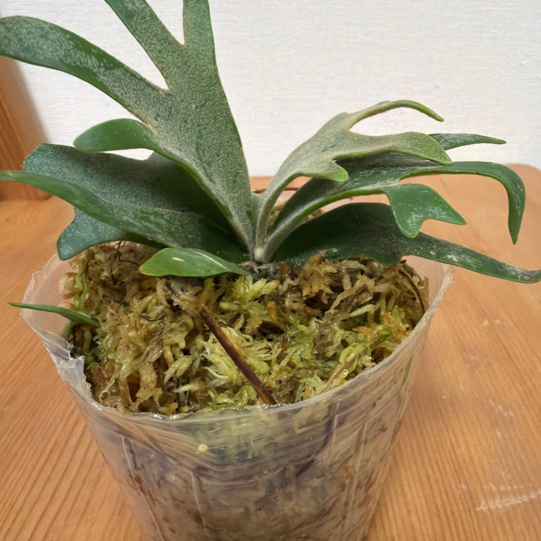 ＊P. willinckii Jewel SP 3号ポット＊