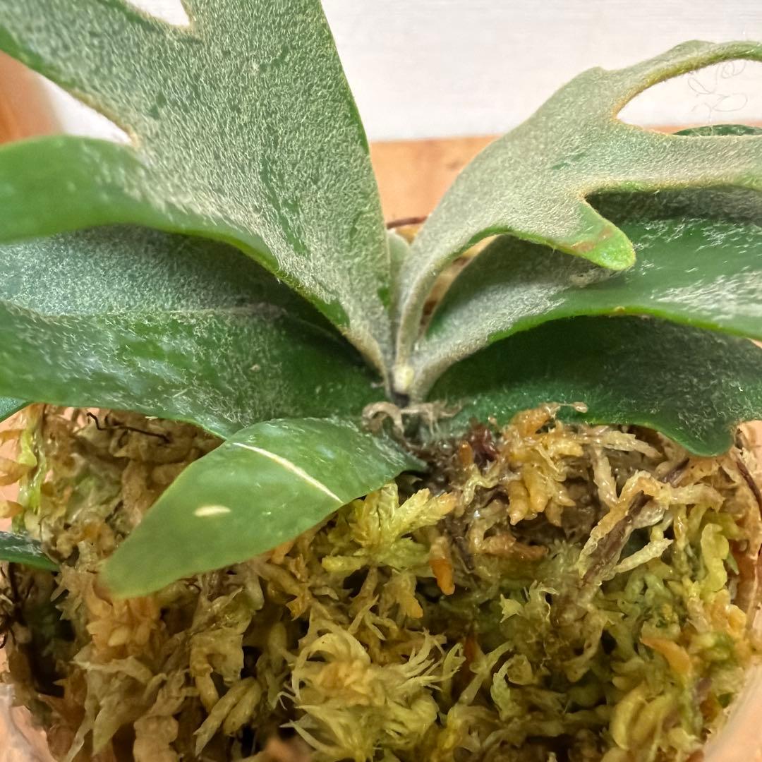 ＊P. willinckii Jewel SP 3号ポット＊