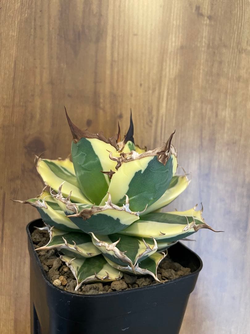 Agave titanota 【スナグルトゥース】暴牙　コレクション株　　 中株