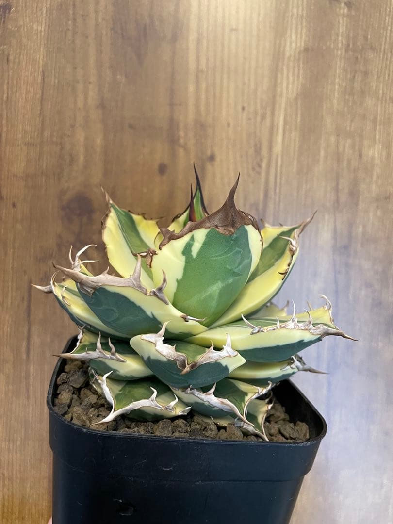 Agave titanota 【スナグルトゥース】暴牙　コレクション株　　 中株
